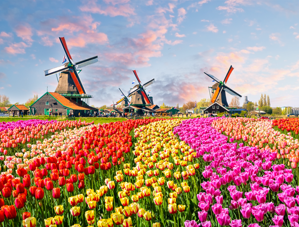 Tulip Mania: The First Recorded Financial Bubble